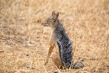 Black backed jackal in serengeti national park tanzania africa