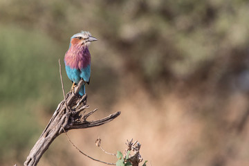 Lilac breasted roller with copy space
