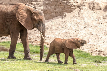 Fototapeta premium closeup of a mother African elephant walking behind her baby