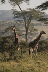 Fototapeta premium Two Rothschilds giraffes in Lake Nakuru National Park, Kenya