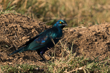 Blue earred glossy starling