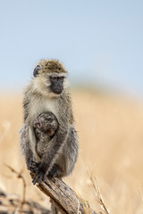 Closeup of mother and baby Vervet monkeys