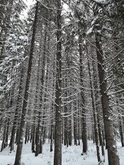 Fototapeta premium зимний лес