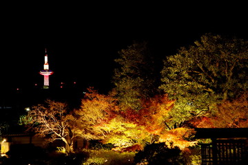 The Temple in Kyoto illuminated during the autumn leaves