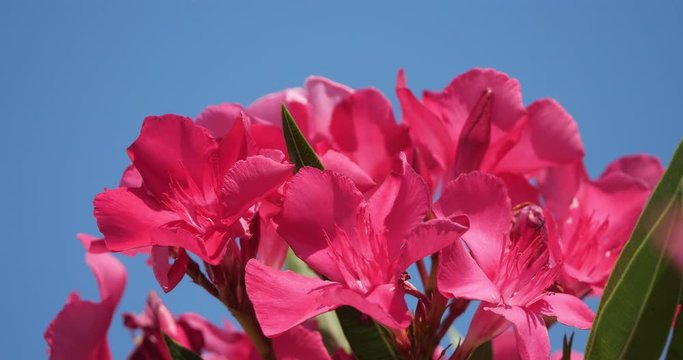 Nerium, Nerium oleander