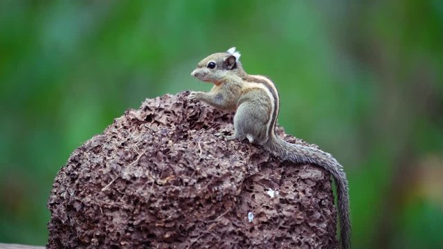 Himalayan striped squirrel, Burmese striped eating food on the stone in the forest. Scientific name: Tamiops mcclellandii.