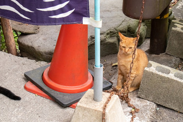 カラーコーンと茶色い猫