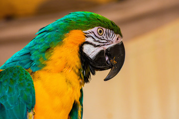 Pretty Bird
