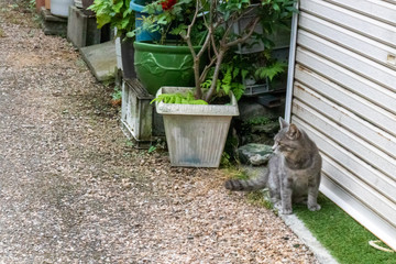 砂利道脇のシャッター前に座る子猫