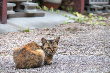 砂利道に座り込む子猫
