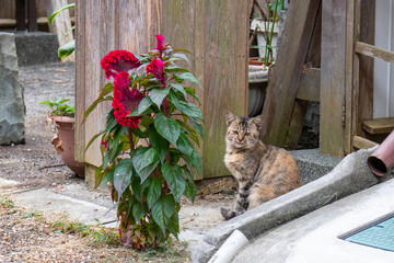赤い花の横の猫
