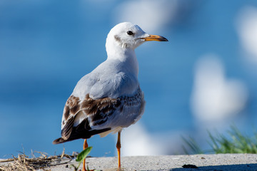 A close up of a Black-headed Gull by the water in the winter in the United Arab Emirates (Chroicocephalus ridibundus).