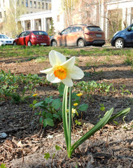 blooming white daffodil in spring park