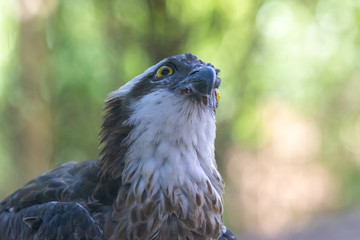 A close up of a western osprey (Pandion haliaetus); the sea hawk, river hawk, or fish hawk.