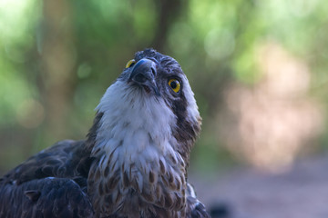 A close up of a western osprey (Pandion haliaetus); the sea hawk, river hawk, or fish hawk.