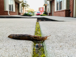 Leopard Slug on Sidewalk