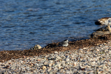 A small, pretty wagtail (Motacilla alba) close-up