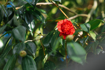Red Camellia flower in spring in the garden