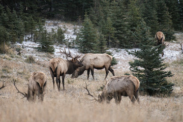 Fototapeta premium Wild elk roaming and feeding in a national park