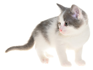 Bicolor gray-white small shorthair kitten standing isolated