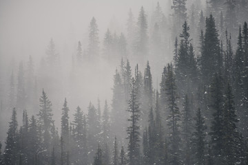 Fog flowing in and out of forest trees