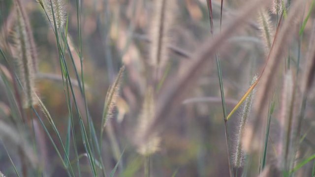 Slow motion of cogon grass blow by the wind