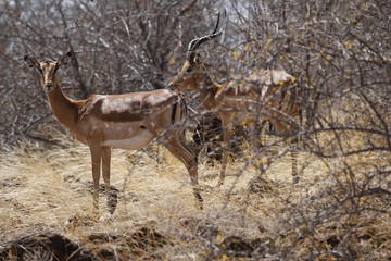 Impala in Krueger National Park