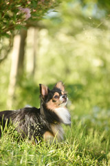 Obraz premium チワワ