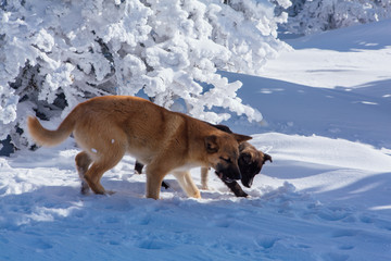 Two dogs on snow in a bright day
