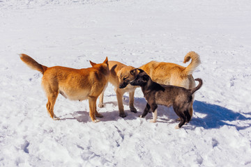 Four dogs on snow in a bright day