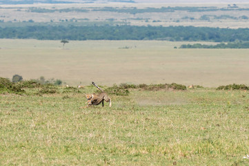 Three Cheetah cubs hunting a baby Thompson gazelle in the plains of Africa during a wildlife safari inside Masai Mara National Reserve