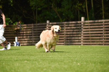 ゴールデンレトリバー