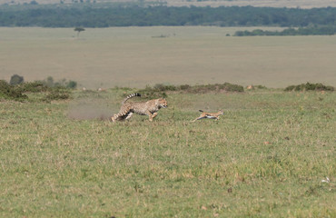 Naklejka premium Three Cheetah cubs hunting a baby Thompson gazelle in the plains of Africa during a wildlife safari inside Masai Mara National Reserve