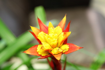 close up of red pineapple flower, red bromeliad or billbergia pyramidalis