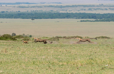 Naklejka na ściany i meble Three Cheetah cubs hunting a baby Thompson gazelle in the plains of Africa during a wildlife safari inside Masai Mara National Reserve