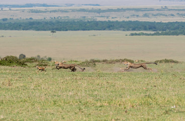 Three Cheetah cubs hunting a baby Thompson gazelle in the plains of Africa during a wildlife safari inside Masai Mara National Reserve