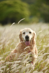 ゴールデンレトリバー