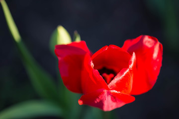 Red tulip in a summer garden on a sunny day close-up. Natural background, copy space