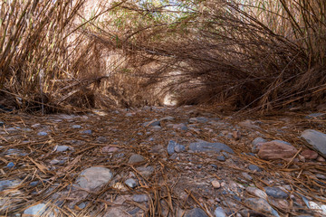 reeds in the Ugijar river (Spain)