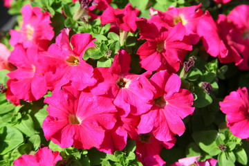 Red petunias closeup