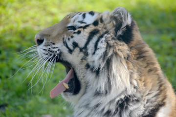Sumatran tiger, Panthera tigris sumatrae,  yawning and exposing its teeth