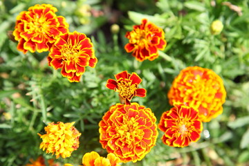 marigold flower background
