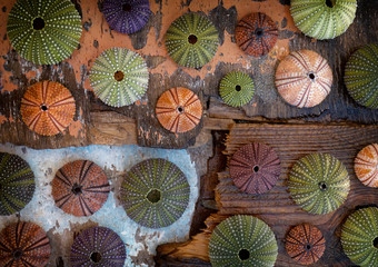colorful sea urchin shells collection on grunge weathered wood background, some space for text