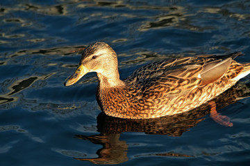 duck in water