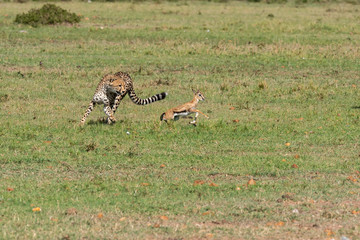 Three Cheetah cubs hunting a baby Thompson gazelle in the plains of Africa during a wildlife safari inside Masai Mara National Reserve