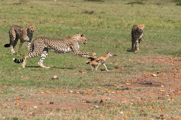 Three Cheetah cubs hunting a baby Thompson gazelle in the plains of Africa during a wildlife safari inside Masai Mara National Reserve