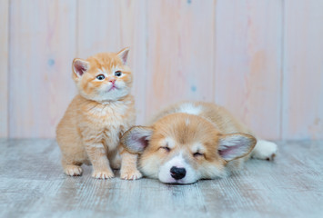 Fototapeta na wymiar Pembroke Welsh Corgi puppy and kitten together