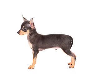 Obraz premium puppy of the toy Terrier on a white background