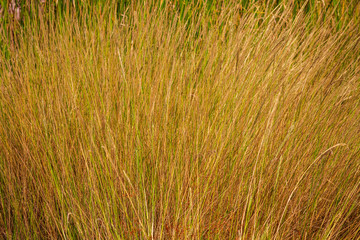 Clump of grass for background