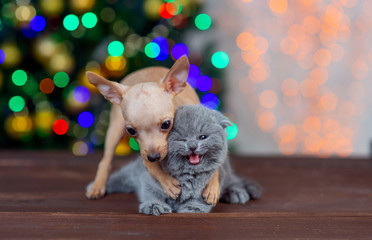 puppy of the toy Terrier with a kitten on the background of Christmas tree